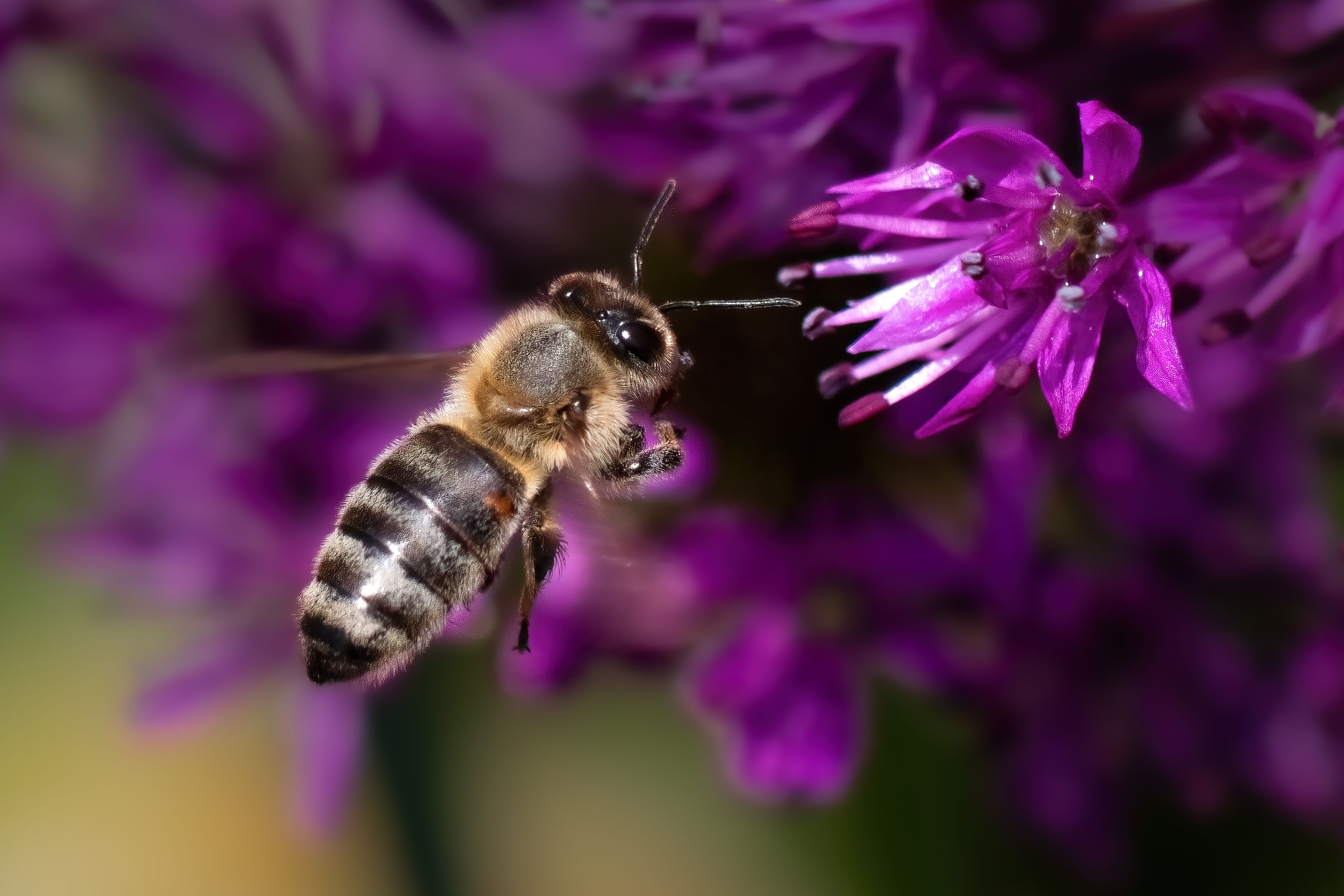 Insect