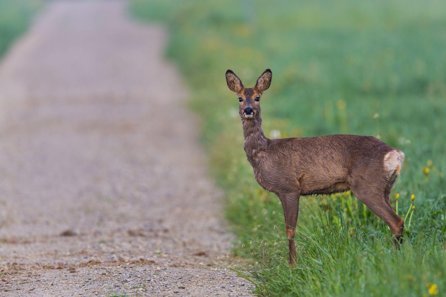 Hert bij de weg