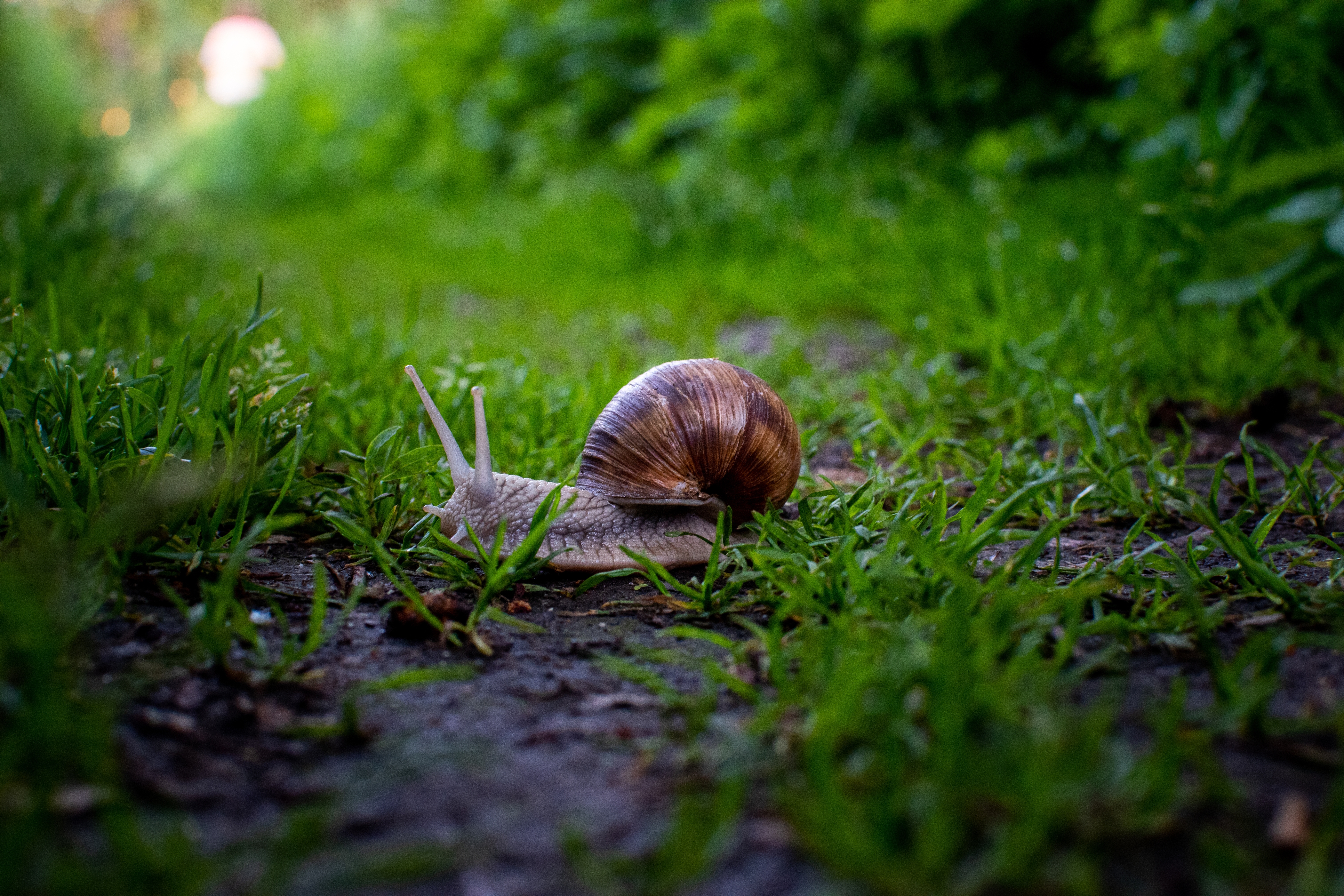 Slakken in de natuur