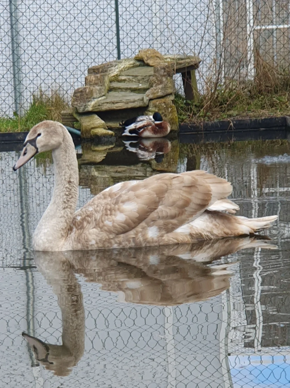 Zwaan