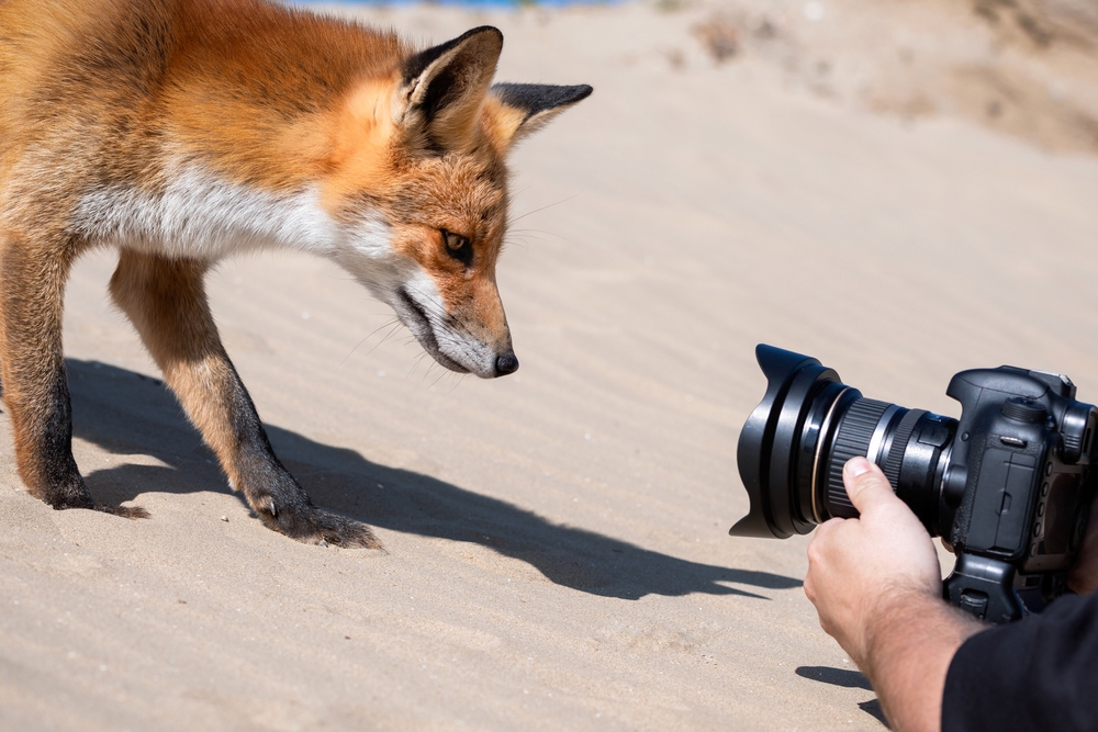 Vos en fotograaf