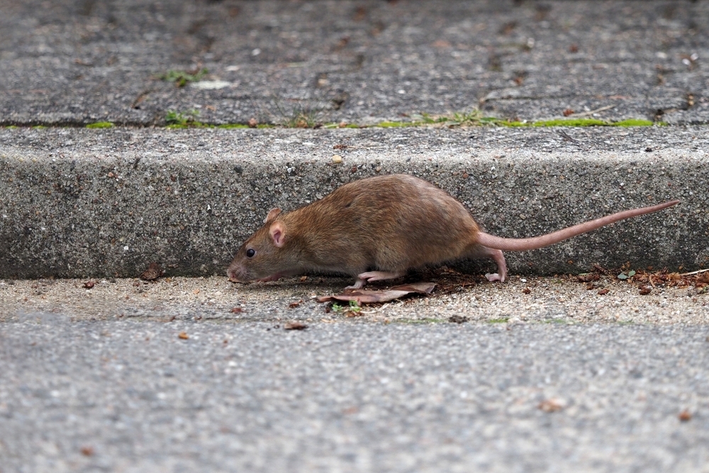 Rat