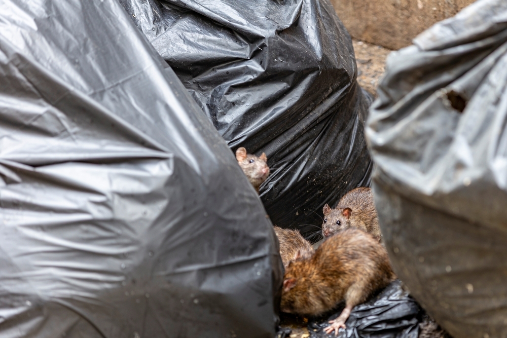 Ratten bij vuilniszakken