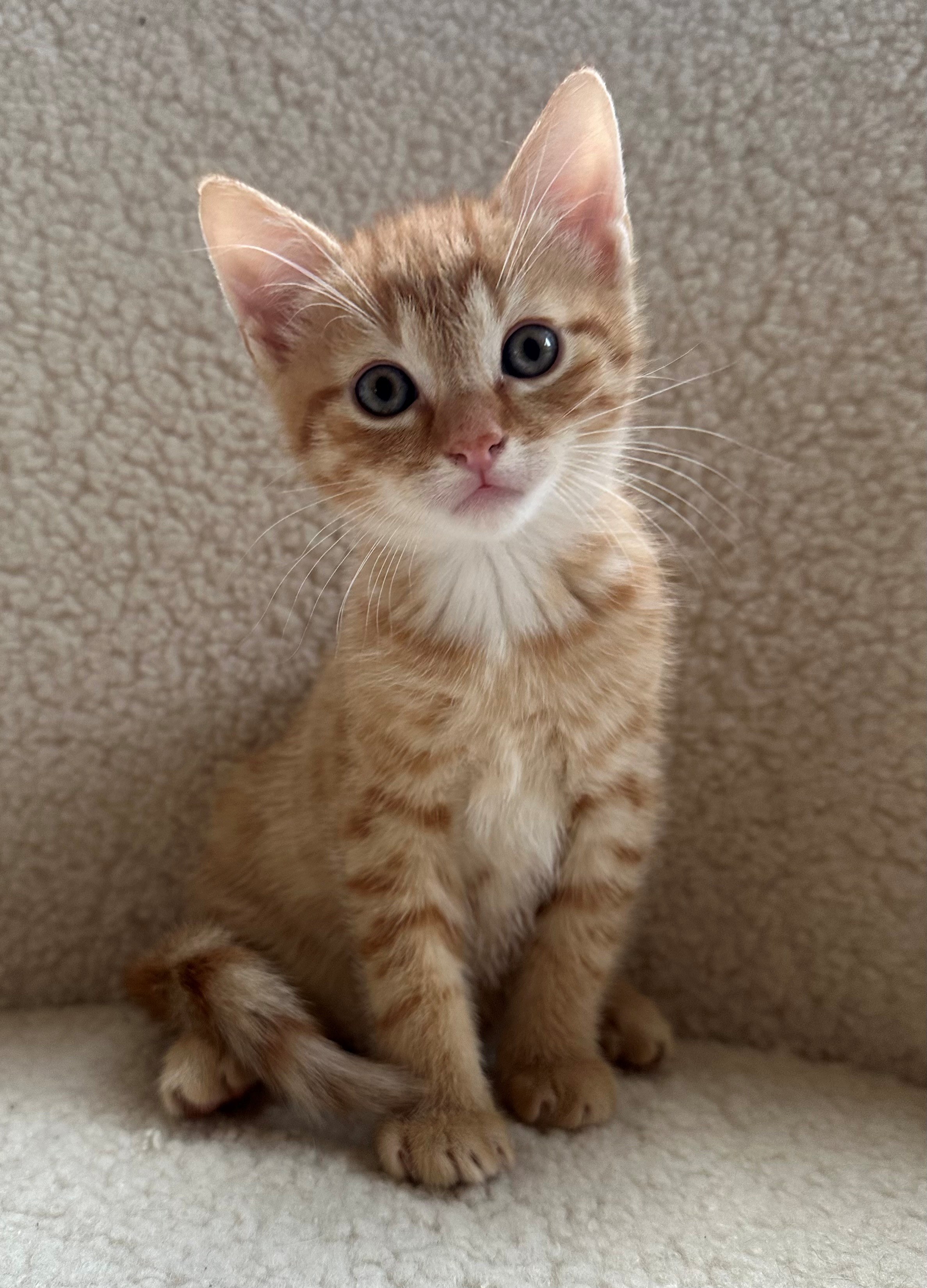 Kitten bij gastgezin Liselotte