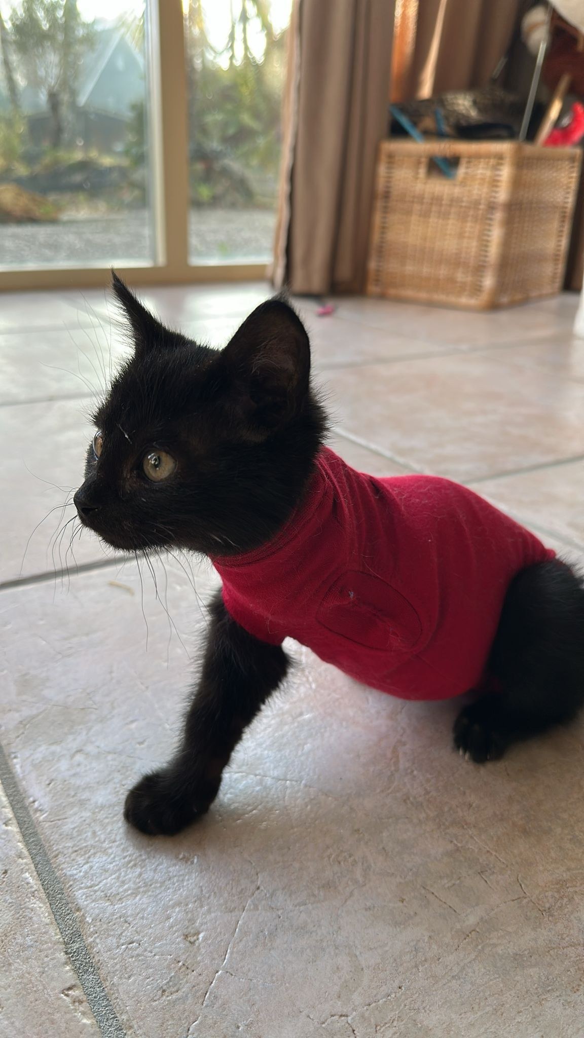Kitten met een medisch probleem