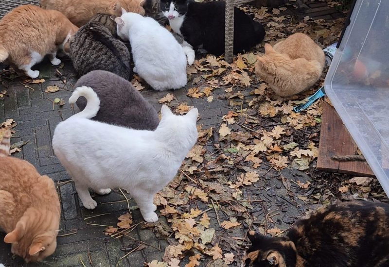 Boerderijkatten