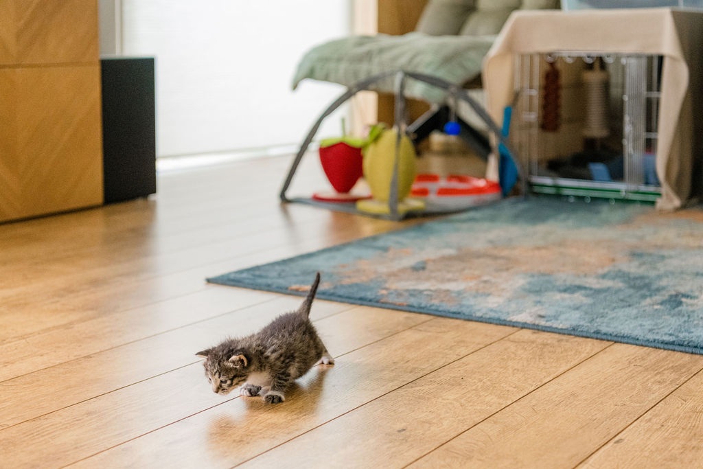 Kitten met een lekker dik buikje
