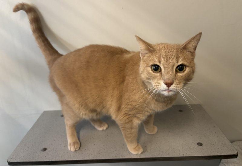 Dexter rode kater Kuipershoek