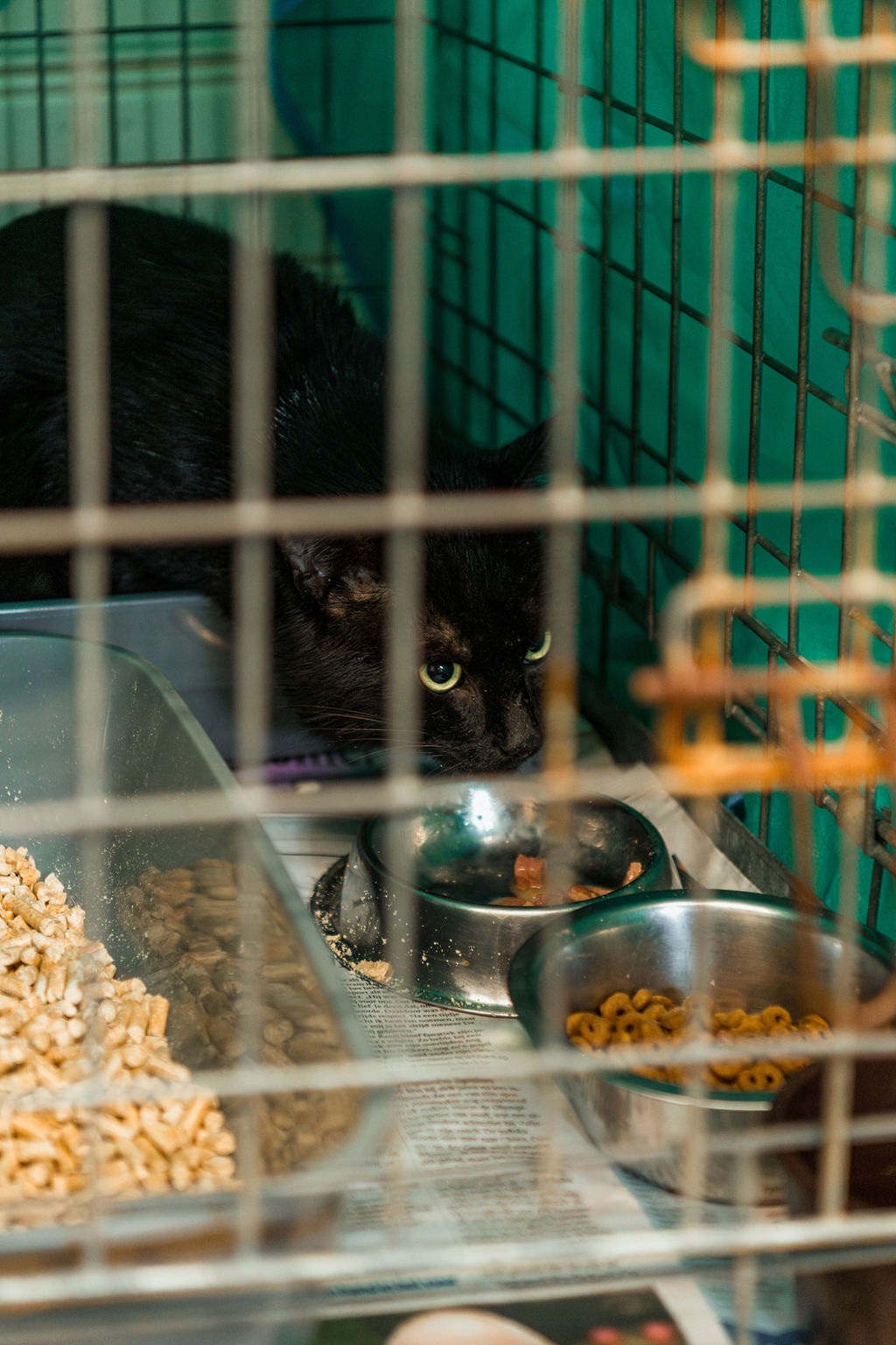 Angstige verwilderde kat
