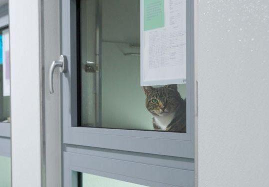 De TNRC-kat past niet in één hokje