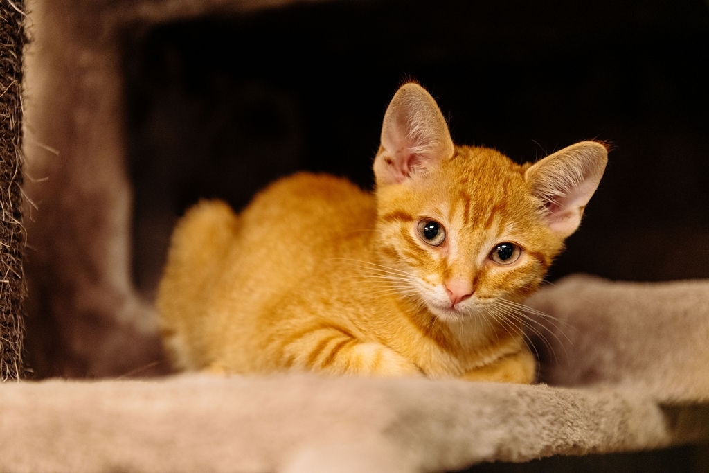 Kitten
