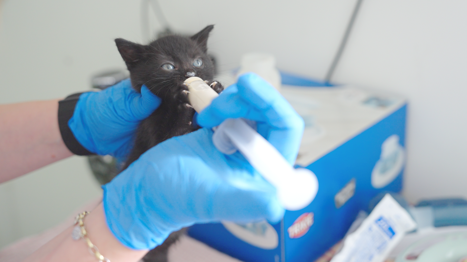 Kitten krijgt de fles