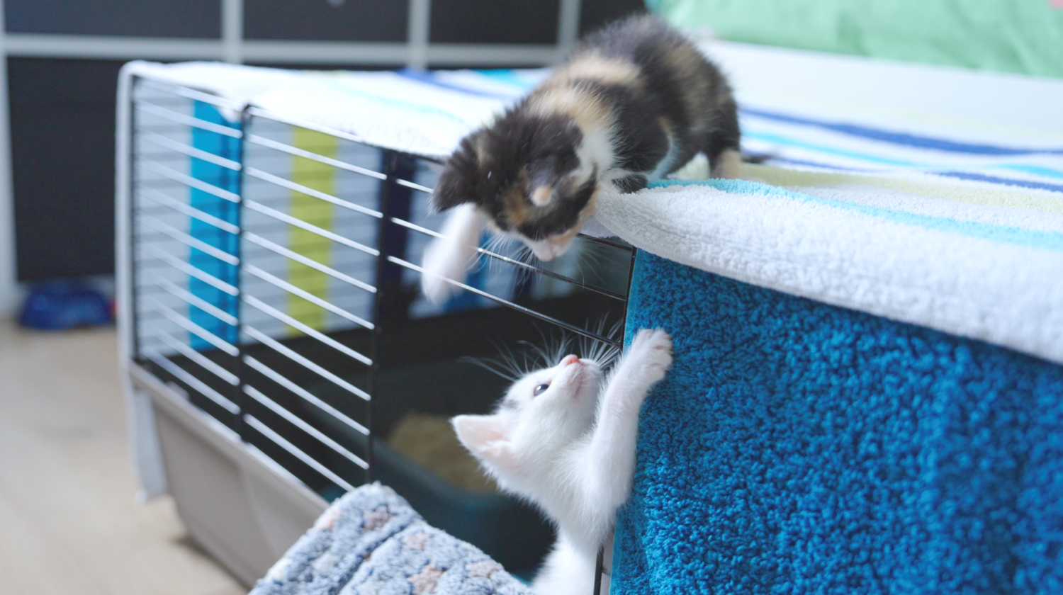 kittenkamer flessenkittens