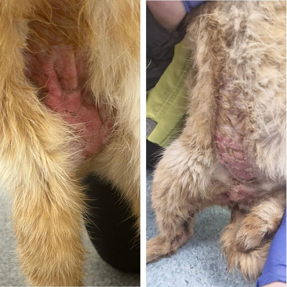 Stitch had lelijke brandwonden