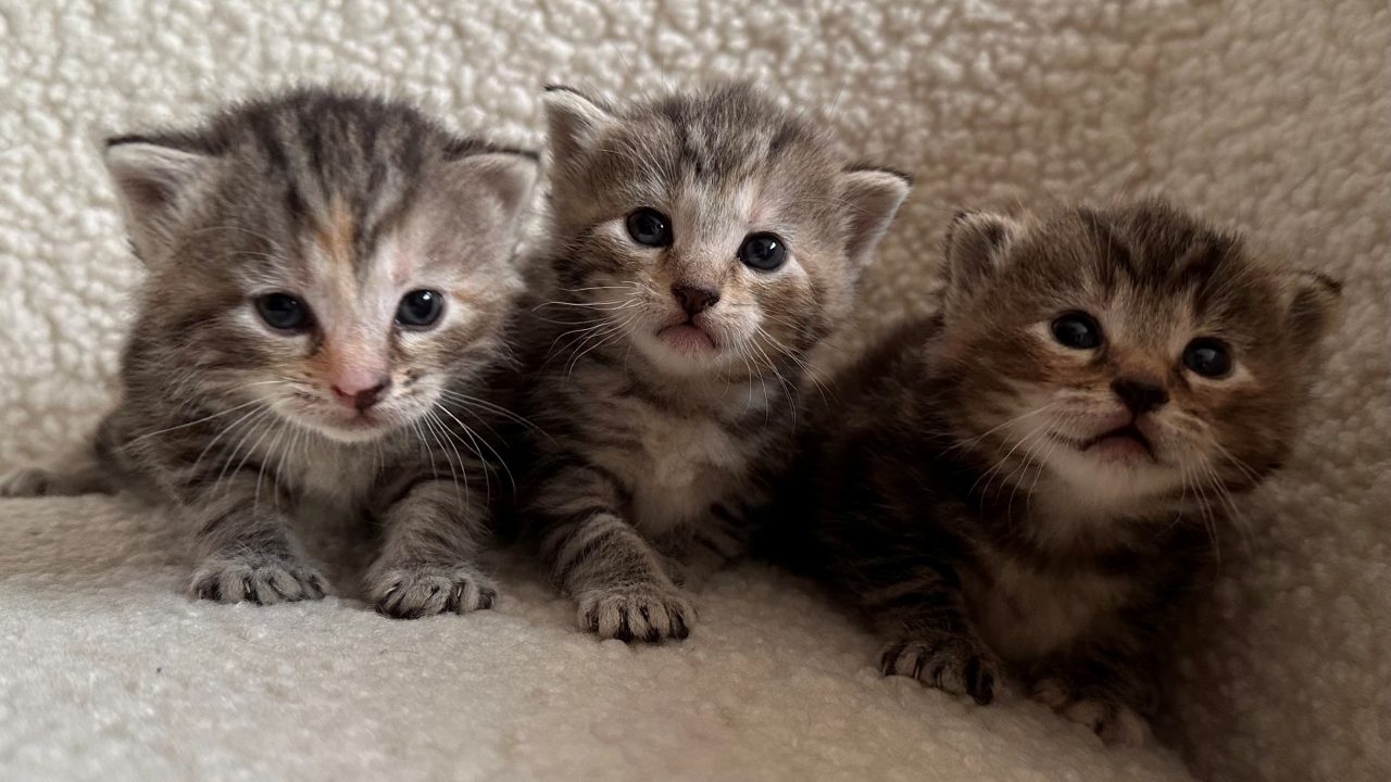Kittenopvang niet alleen 'rozengeur en maneschijn'