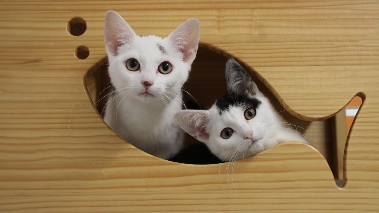 Het kittenseizoen is weer begonnen