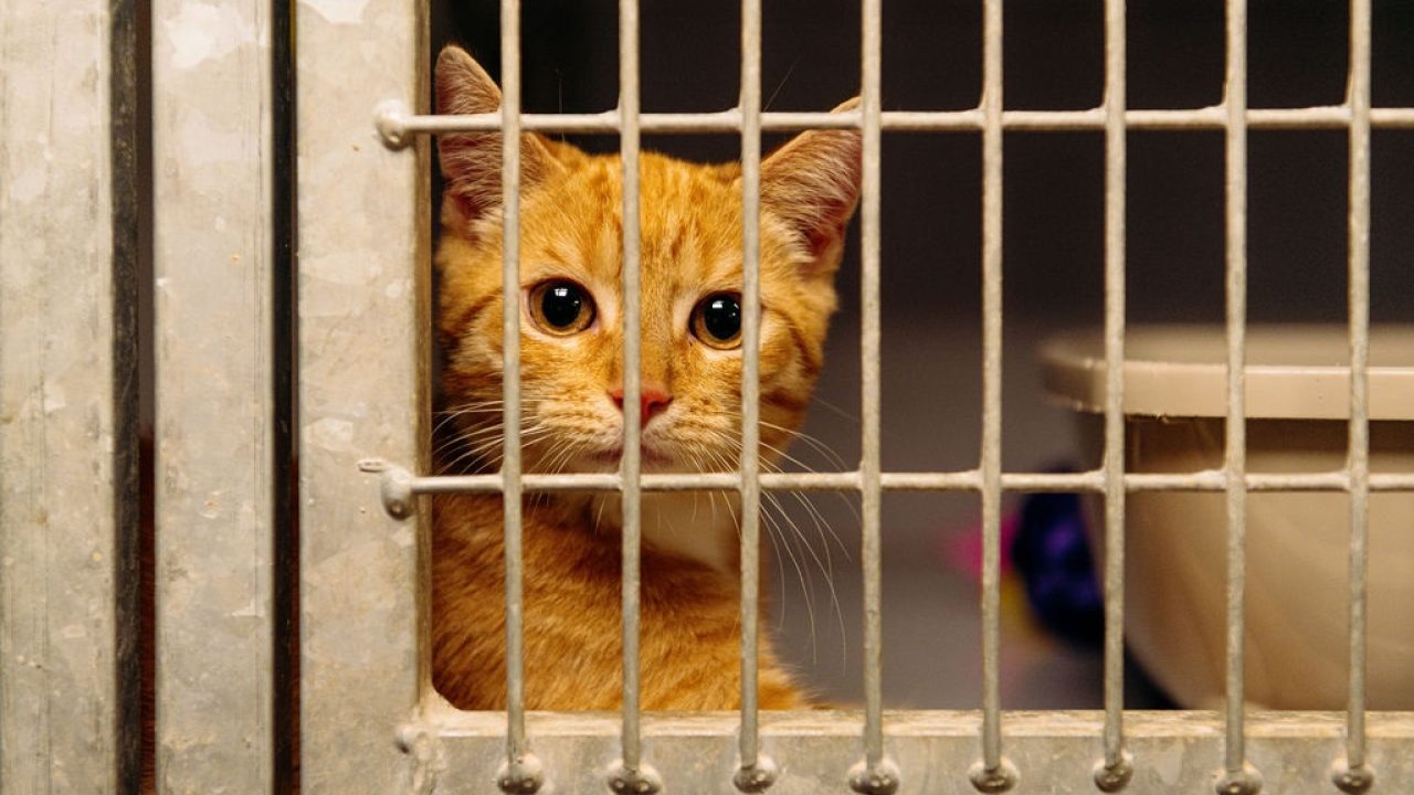 Het kat-vogelconflict vraagt om een beetje poldermodel