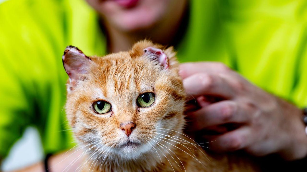De TNRC-kat past niet in een hokje