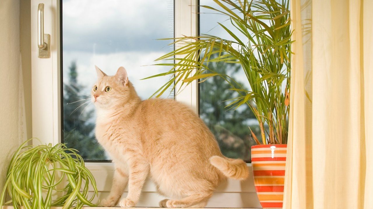 Pas op voor beknellen en vallen van katten tijdens warme dagen