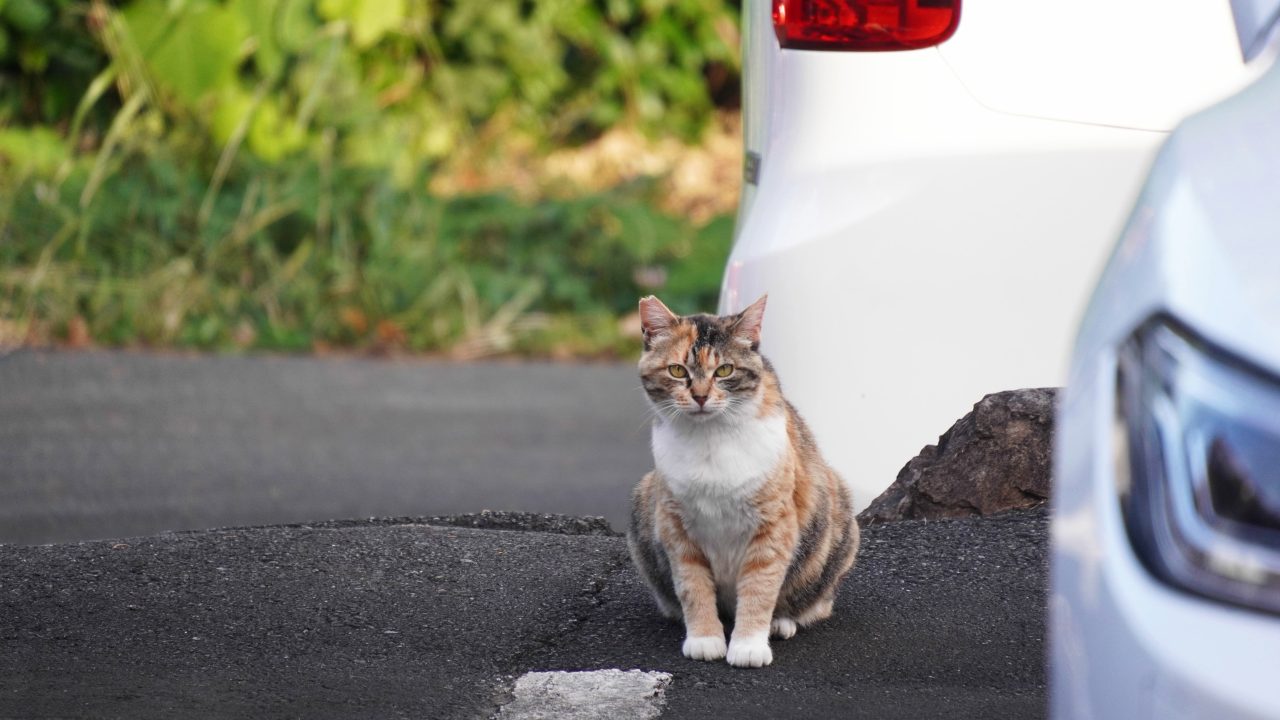 Jaarlijks duizenden katten slachtoffer van verkeer