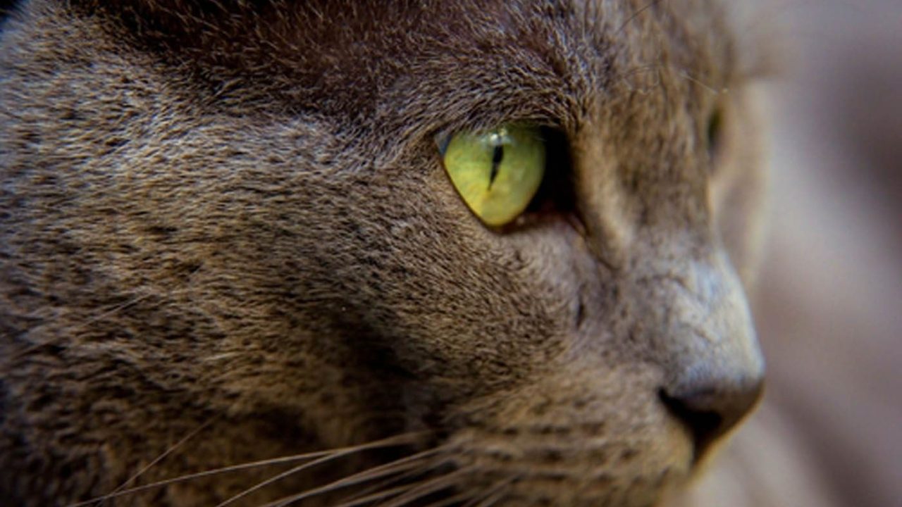 Waarom spinnen katten?
