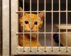 Kat Kerbert Dierentehuis