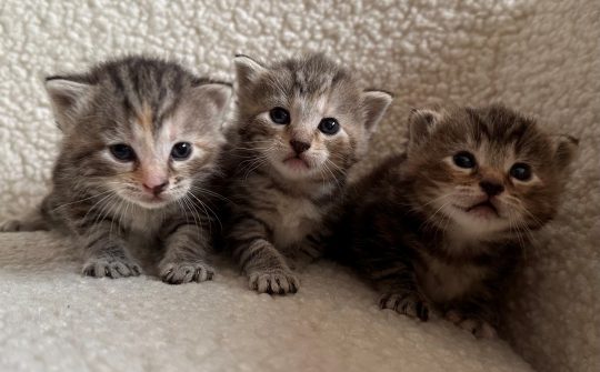 2026 Kittensgastgezin Liselotte DA Kuipershoek