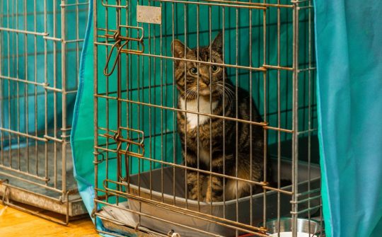 Dierenbescherming Lisette Marij 1