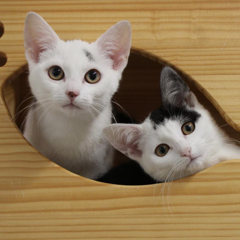 Header Kittens 2025