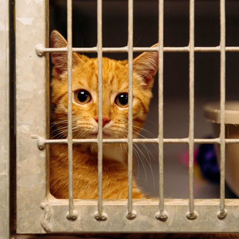 Kat Kerbert Dierentehuis