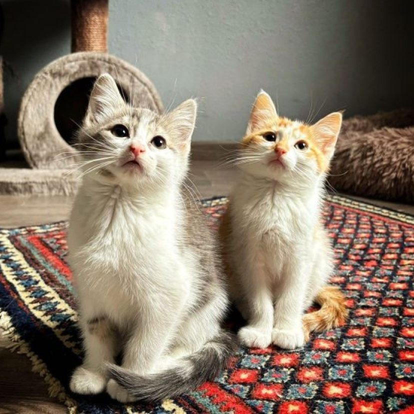 Kitten Dex Dean Almelo