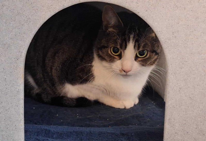 Verstopplekjes zijn belangrijk voor kattenwelzijn.