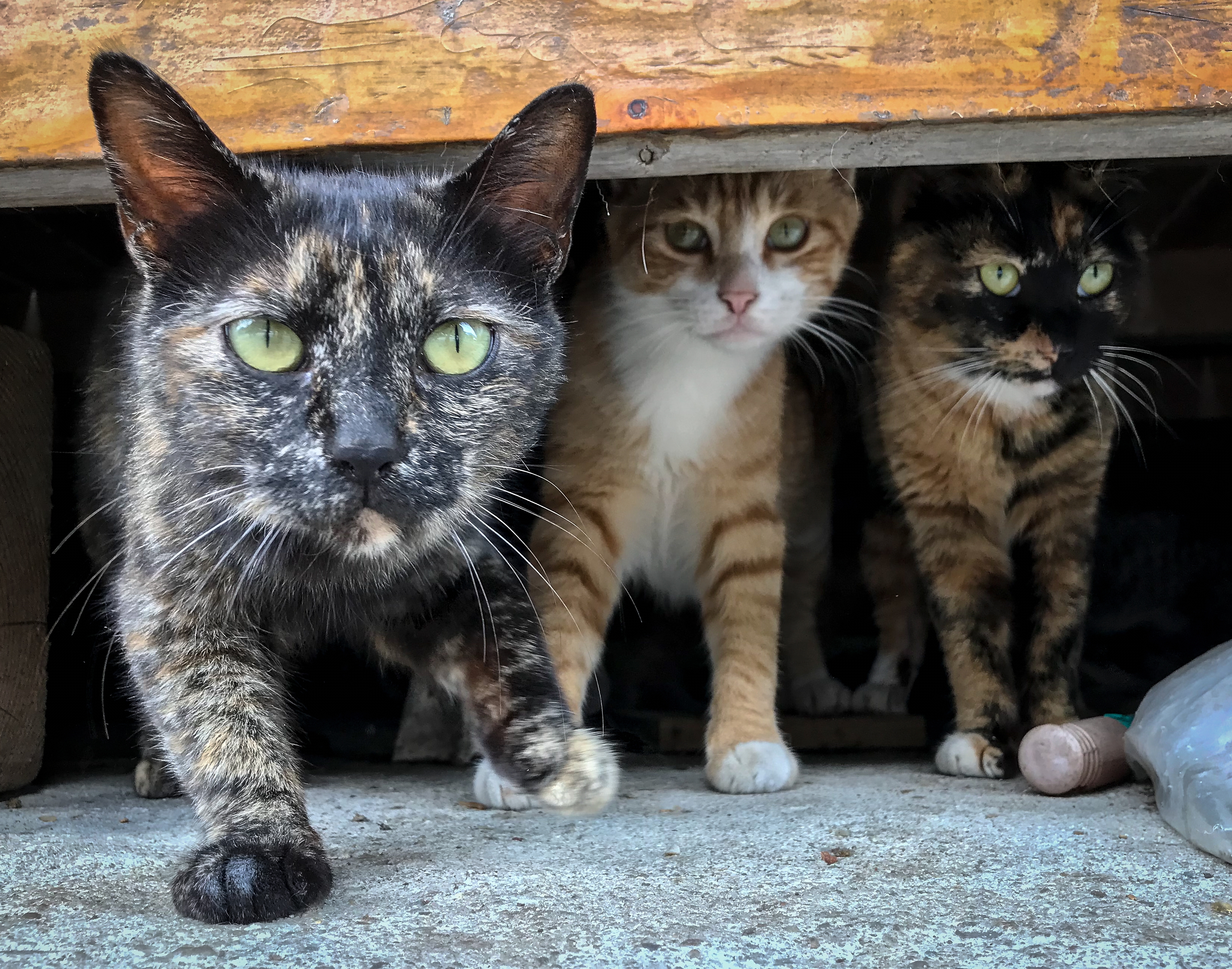 Zwerfkat