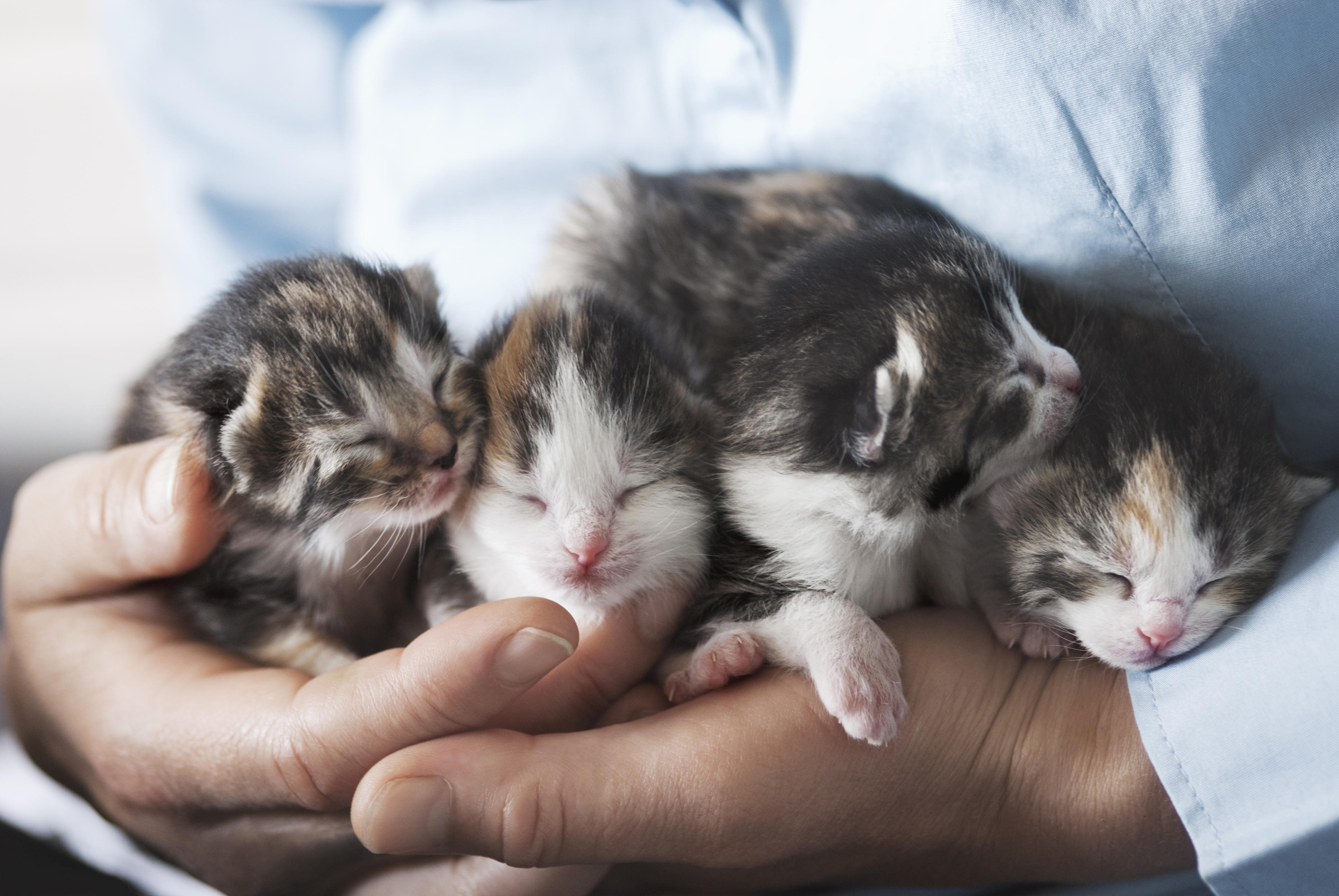 Kittens