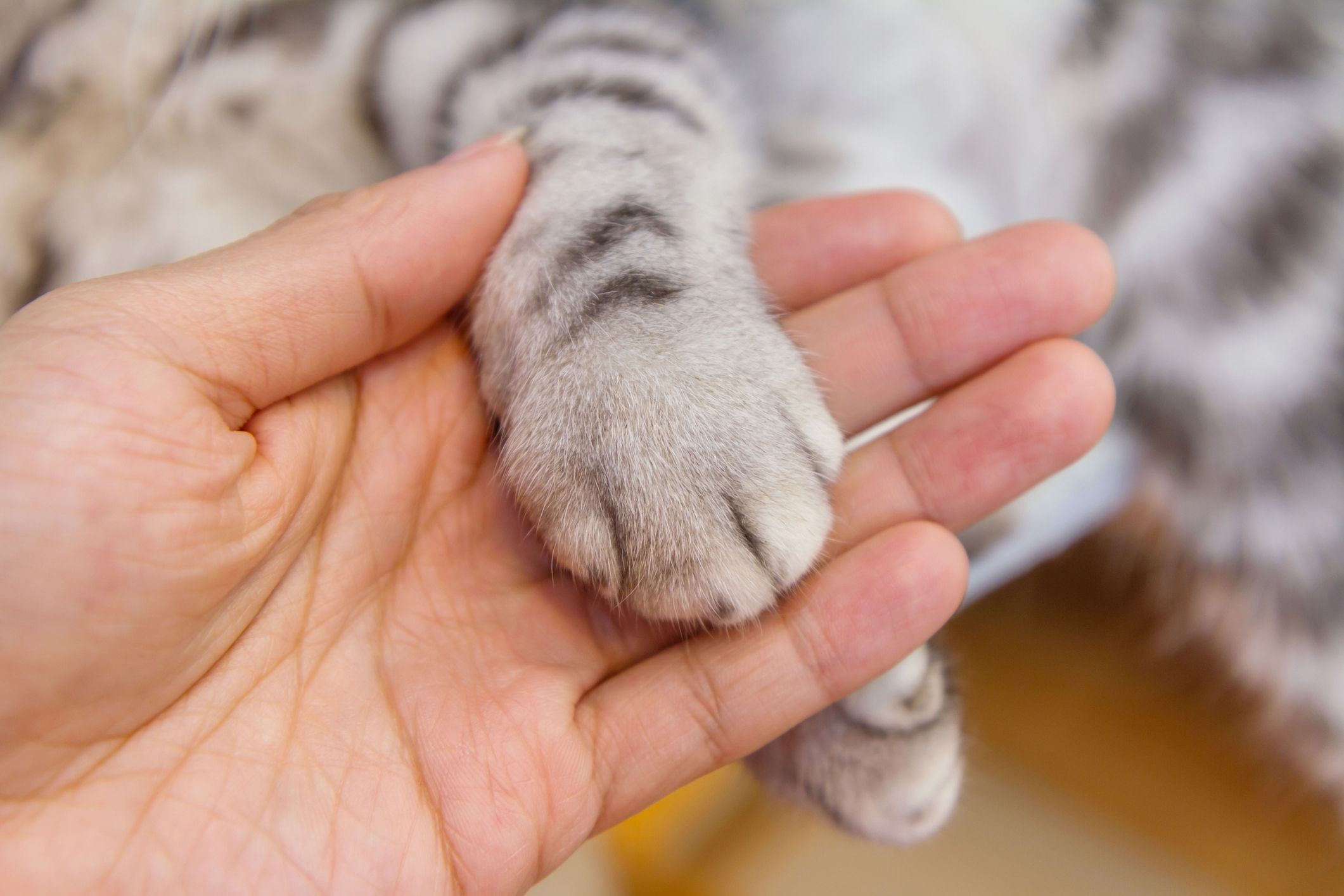 Hand met pootje van kat erop