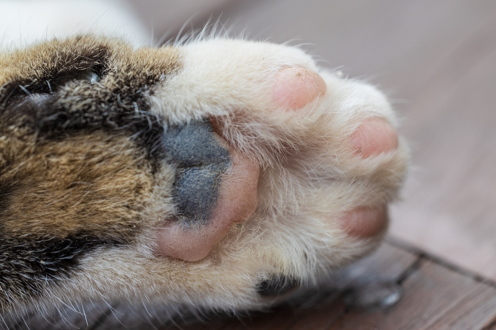 Kattenpoot