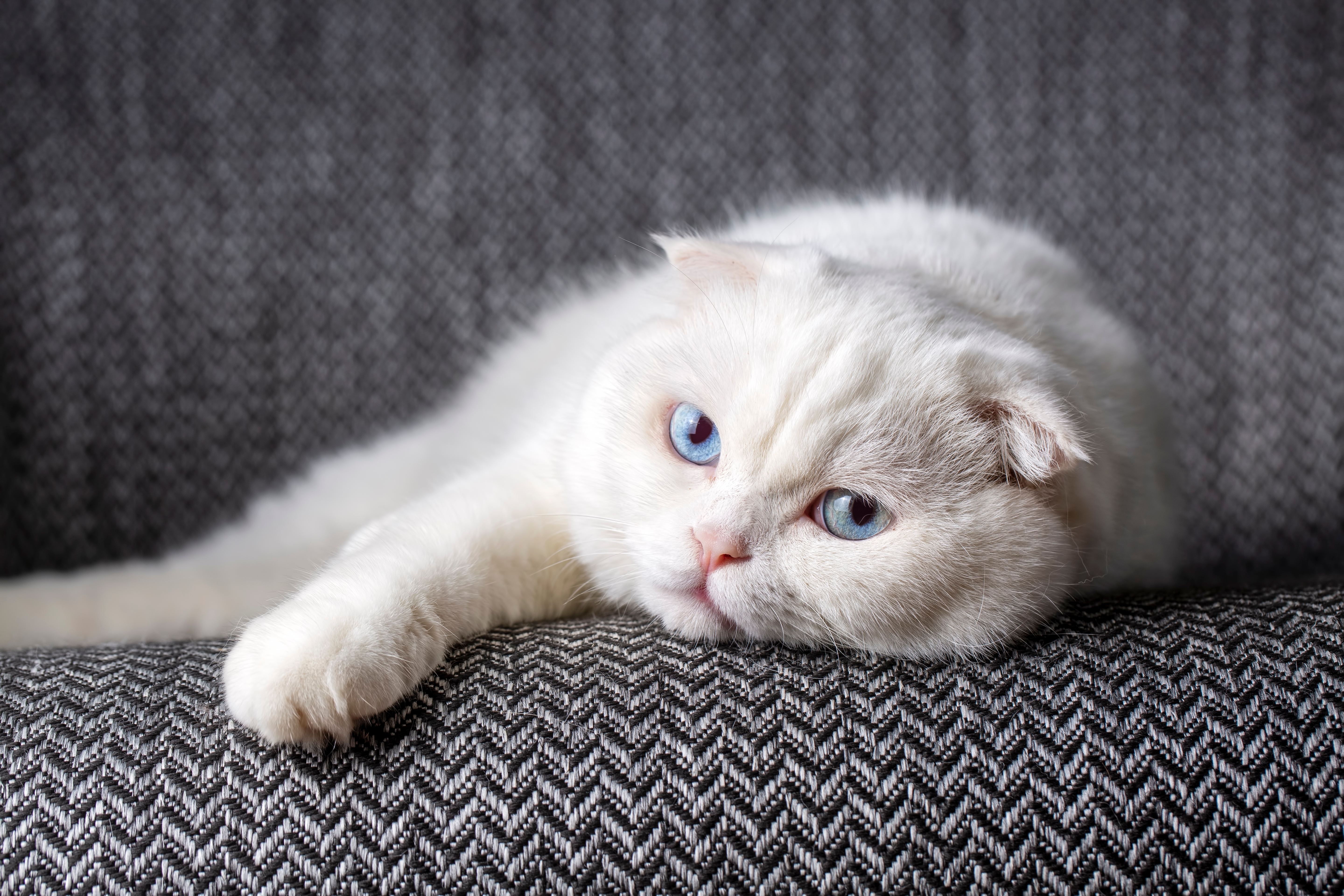 Scottish fold kat heeft gezondheidsproblemen