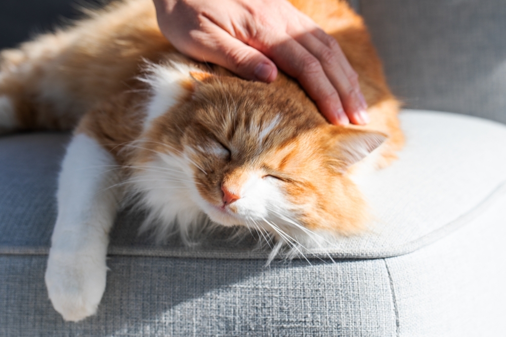 Kat wordt geaaid op bank