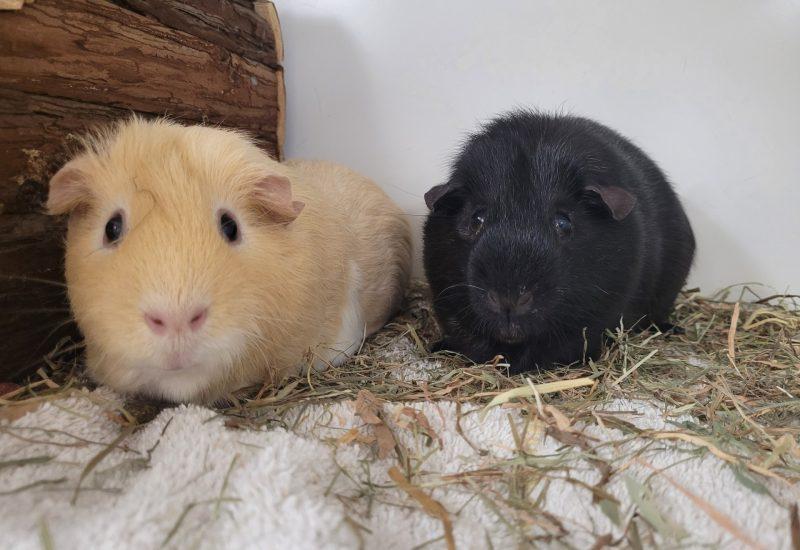 Derek en Richard