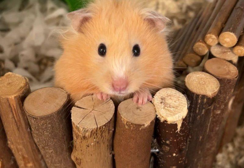 Goldie hamster Ridderkern