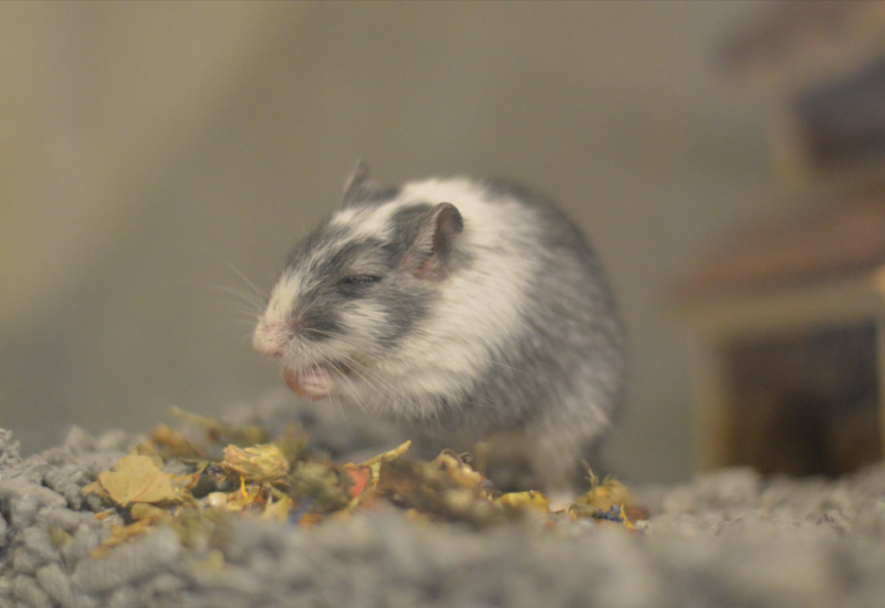 Blinde gerbil