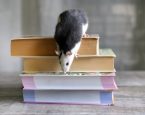 Zwart-wit ratje zit op stapel boeken en klimt naar beneden.