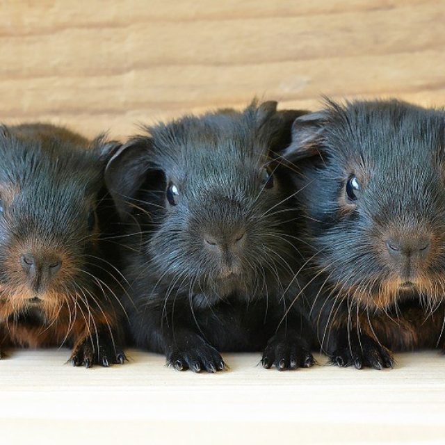 Alles over cavia's