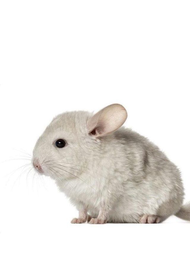 Chinchilla header breed
