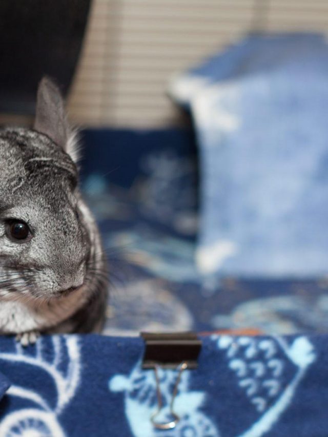 Chinchilla i Stock 855170114