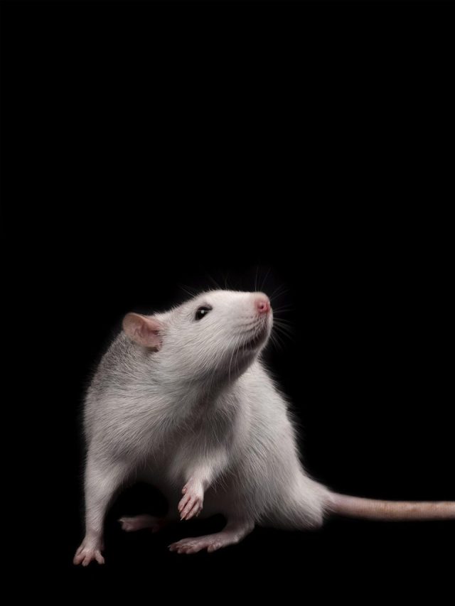 Rat istock