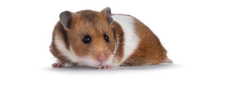 Spreekbeurt over hamsters
