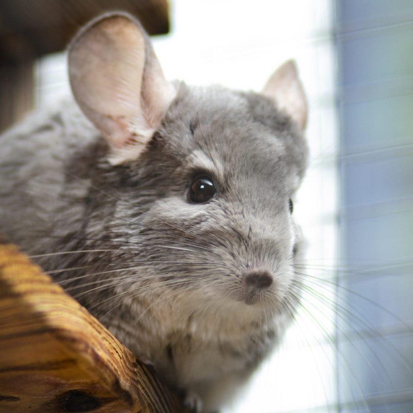 Chinchilla