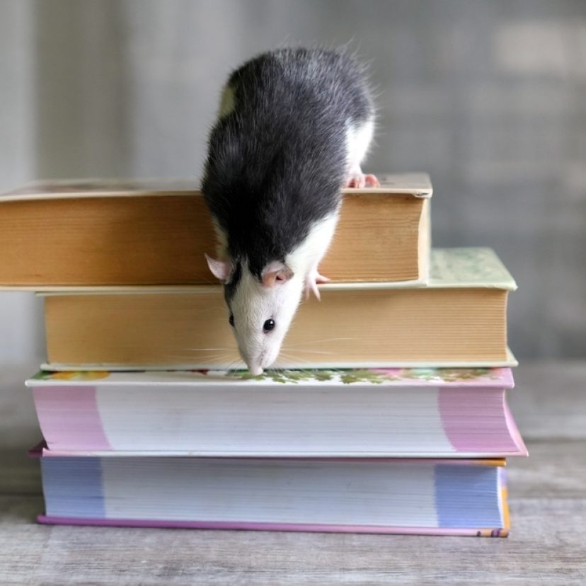 Zwart-wit ratje zit op stapel boeken en klimt naar beneden.