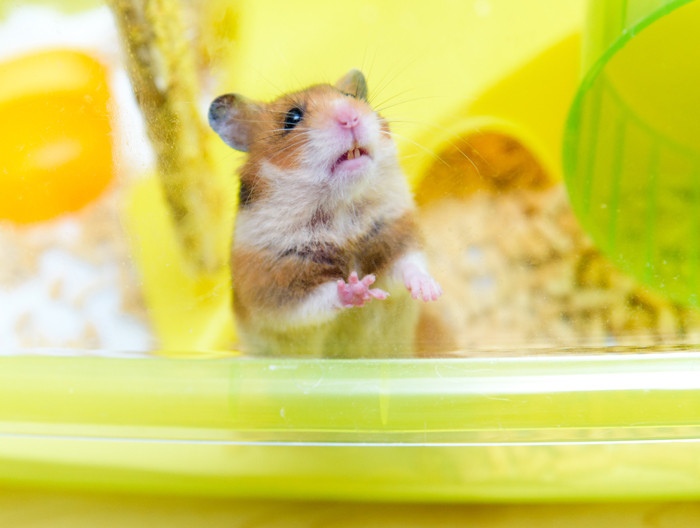 hamster kooi